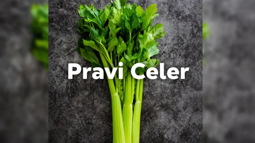 Pravi Celer